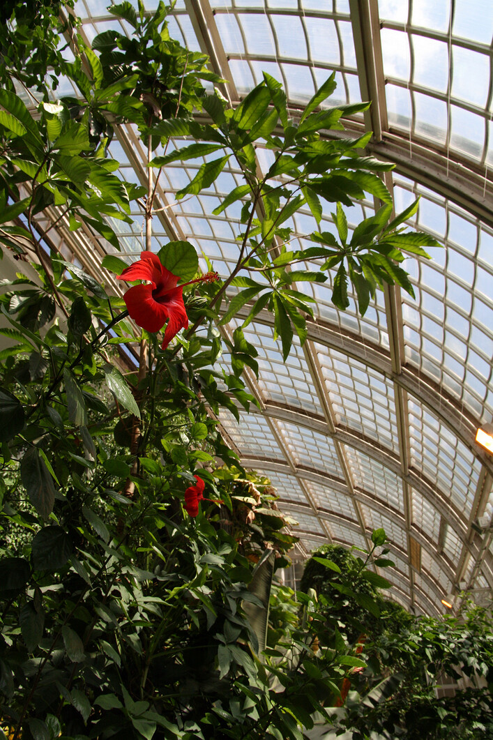 Hibiscus flowers (Hibiscus sp.) at the butterfly zoo inside the Palmenhaus at Burggarten in Vienna.