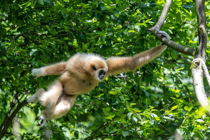 Action! Ein Weißhand-Gibbon schwingt sich an einem Ast durch das Gehege. Der Hintergrund zeigt grüne Baumblätter.