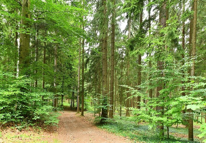 23.07.2022: Wiki takes Böhmerwald, Europaschutzgebiet Böhmerwald und Mühltäler zwischen Schindlau und Einzelhof Kühböck