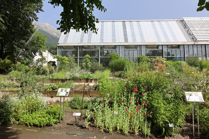 The medicinal and useful plant garden is located in the Botanical Garden of the University of Innsbruck in Hötting. It is divided in four parts: spices, vegetables, fruits and medical herbs and plants.