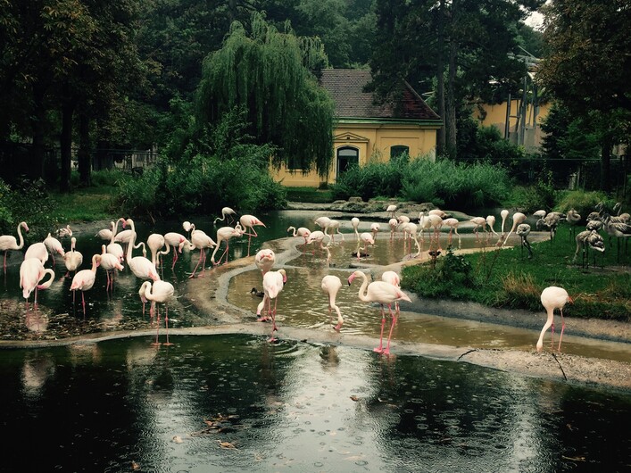 Tierpark Schönbrunn_Sommeruni2016