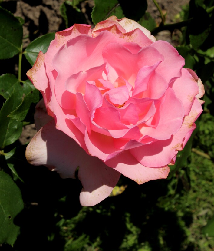 Rosa 'Badener Traberchampion' in the Rosarium Baden in the Doblhoffpark in Baden bei Wien. Identified by sign.