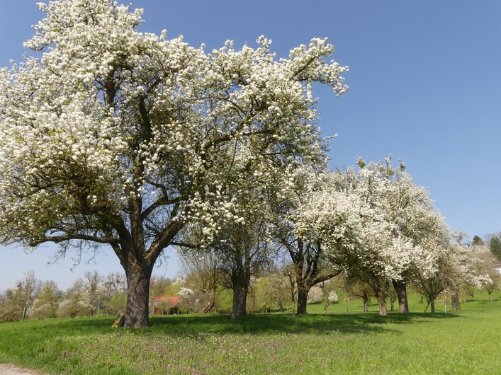 Ein blühender Obstgarten mit großen, weißen Blumen an den Bäumen. Der Himmel ist klar und blau, und das Gras ist grün.