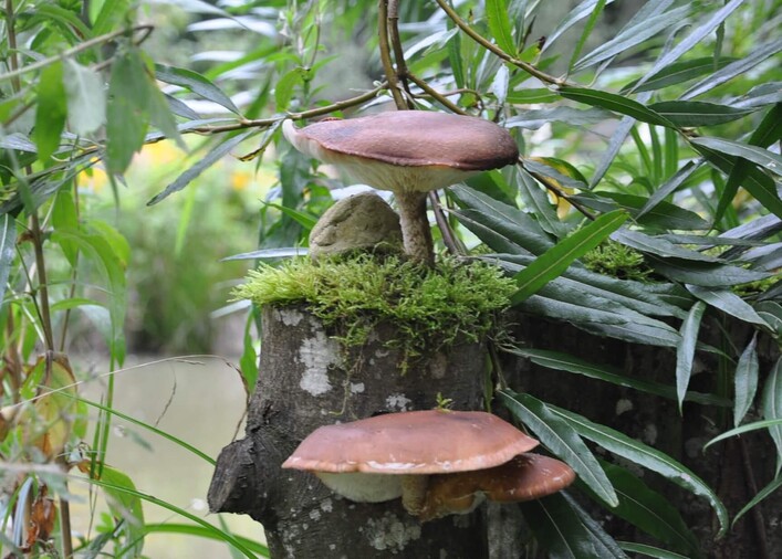 Ein Baumstumpf mit zwei Pilzen, von Moos umgeben. Im Hintergrund sind grüne Pflanzen und Blätter sichtbar.