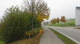 Hildegard-von-Bingen-Lehrpfad in Kirchheim im Innkreis: Eine Landstraße führt durch eine herbstliche Landschaft. Entlang der Straße stehen Bäume, deren Blätter unterschiedliche Herbstfärbungen aufweisen. Der Himmel ist bewölkt. Fußgänger sind auf dem Gehweg neben der Straße zu sehen.