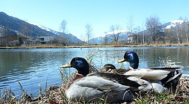Fischen im Bürgerkanal