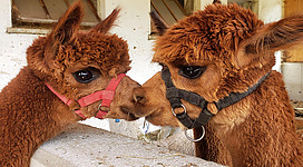 Eine Alpakawanderung am Unterrainhof erleben