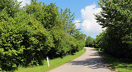 Heckenlehrpfad in St. Veit im Innkreis: Ein Weg führt durch eine Umgebung mit dichten Bäumen, umgeben von üppigem Grün. Der Weg scheint durch einen Naturpark oder Wald zu verlaufen, der an einem sonnigen Tag aufgenommen wurde. Die Szenerie vermittelt eine friedliche und ruhige Atmosphäre.
