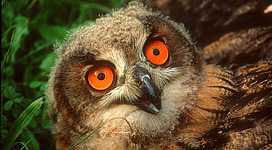 Natura 2000 Gebiet "Oberes Donautal" in Engelhartszell: Ein pelziger Vogel mit großen, leuchtend orangefarbenen Augen. Der Körper ist mit weichen, braunen Federn bedeckt, die ihn rundlich erscheinen lassen. Er sitzt auf einem Ast und blickt direkt in die Kamera, seine Augen scheinen dabei konzentriert und wachsam.