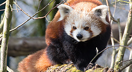 Roter Panda im Zoo Linz
