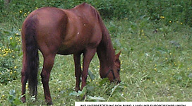 Islandpferdehof Reithof Piber in St. Radegund: Ein braunes Pferd weidet auf einer von Blumen übersäten Wiese zwischen Bäumen. Das Pferd steht ruhig und friedlich auf der Wiese, umgeben von der grünen Umgebung.