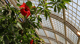 Hibiscus flowers (Hibiscus sp.) at the butterfly zoo inside the Palmenhaus at Burggarten in Vienna.