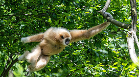 Action! Ein Weißhand-Gibbon schwingt sich an einem Ast durch das Gehege. Der Hintergrund zeigt grüne Baumblätter.