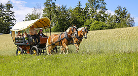 Kutschenfahrt durch die schöne Landschaft im Mühlviertel