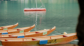 Zillen schwimmen am See