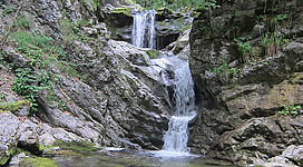 Dittelbachwildnis in St. Wolfgang im Salzkammergut: Das Bild zeigt einen wunderschönen Wasserfall, der in einem dichten, grünen Waldgebiet eingebettet ist. Der Wasserfall fließt über Felsen und Steine hinunter in einen klaren, flachen Teich, der von Moos und Pflanzen umgeben ist. Die Szene vermittelt einen friedlichen und natürlichen Eindruck.