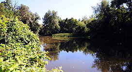 Naturlehrpfad Schärdinger Innauen in Schärding: Eine ruhige Umgebung mit einem See, umgeben von üppigem Grün und Bäumen. Auf der Wasseroberfläche spiegeln sich die Bäume und der wolkenlose Himmel. Das Bild vermittelt eine friedliche und idyllische Atmosphäre.