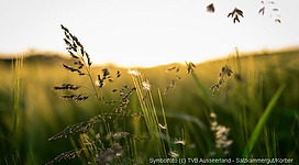Eine grüne Wiese mit hochwachsenden Gräsern, die sanft im Wind wehen. Im Hintergrund ist ein sanfter Sonnenuntergang zu sehen.