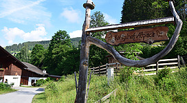 Eine Alpakawanderung bei Königshof Alpaca erleben