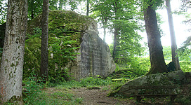 Ein ruhiger Waldweg mit großen, moosbedeckten Steinen und umgebenden Bäumen. Die natürliche Umgebung strahlt Frieden und Ruhe aus.