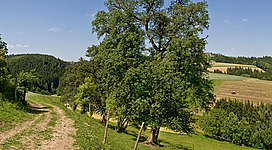 Panoramablick Fürstberger in Feldkirchen an der Donau: Eine idyllische Landschaft mit einem großen, grünen Laubbaum in der Mitte. Rund um den Baum erstreckt sich eine Wiese mit hohem Gras, die von bewaldeten Hügeln umgeben ist. Ein Feldweg führt durch die Szenerie, die von einem strahlend blauen Himmel mit ein paar Wolken überspannt wird.