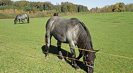 Pferdehof Rossini in Seewalchen am Attersee: Das Bild zeigt zwei Pferde, die auf einer grünen, weiten Wiese weiden. Im Hintergrund sind dichtbewaldete Hügel und ein blauer Himmel zu sehen.