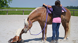 MM Natural Horsemanship in Steinbach am Attersee: Das Bild zeigt eine Frau, die ein braunes Pferd auf einer Sandpiste führt. Das Pferd ist mit lila Geschirr ausgestattet und die Frau trägt sportliche Kleidung. Die Umgebung ist grün und ländlich.