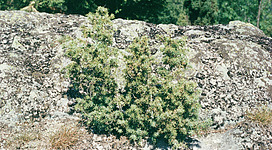 Europaschutzgebiet Wiesengebiete im Freiwald