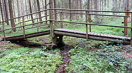 Natternbach-Ursprung in Natternbach: Ein Holzsteg führt durch eine bewaldete, grüne Landschaft. Zu beiden Seiten des Stegs befindet sich Moos und Bodenbewuchs. Die Bäume sind hoch und bilden ein dichtes Blätterdach. Der Steg scheint für Besucher angelegt zu sein, um durch diesen naturnahen Bereich zu gelangen.