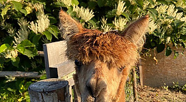 Eine Alpakawanderung bei den Alpakas Gaugl erleben