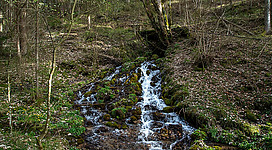 Seebachquelle in Hohenberg