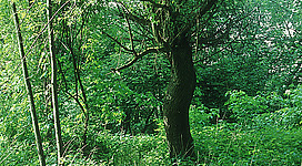 Ascherweiher in Braunau am Inn: Eine üppige, grüne Waldlandschaft erstreckt sich vor dem Betrachter. Ein alter, mächtiger Baum mit dickem Stamm und ausladender Krone steht im Vordergrund, umgeben von zahlreichen weiteren Bäumen und Sträuchern. Das Blattwerk ist in verschiedenen Grüntönen gefärbt und lässt einen ruhigen, friedlichen Eindruck entstehen.