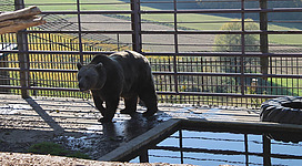 Einen Ausflug in den Bärenhof Berghausen machen