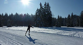Ein Langläufer auf einer verschneiten Strecke umgeben von Tannenbäumen. Die Sonne scheint hell am blauen Himmel.