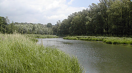 Aulandschaft im Machland Nord in Saxen: Eine grüne, morastige Flusslandschaft erstreckt sich durch den Schatten dichter Bäume und Büsche. Das ruhige Gewässer schlängelt sich durch die üppige, natürliche Umgebung, umgeben von hohem Gras am Ufer.