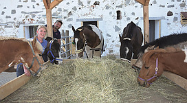 unsere Pferde im Stall