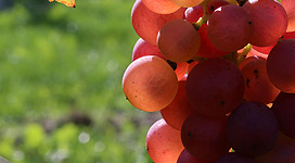 Eine Traube mit roten und lila Beeren, die im Sonnenlicht glänzen. Im Hintergrund ist ein grüner Rasen sichtbar.