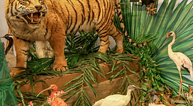 Salzkammergut Tierweltmuseum