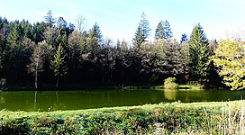 Waldsee Mittererb in Lengau: Eine Landschaft mit einem See oder Teich, umgeben von Bäumen und Sträuchern verschiedener Arten. Es gibt eine grüne Wiese am Ufer und einige Stämme und Äste sind im Wasser zu sehen. Die Vegetation hat sowohl immergrüne als auch Laubbäume. Insgesamt vermittelt die Szene einen friedlichen und natürlichen Eindruck.