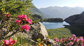 Ein malerischer See umgeben von Bergen und blühenden Sträuchern. Die Landschaft ist grün und frohe Farben dominieren die Szenerie.