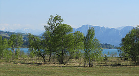 Blick vom Nordufer des Irrsee auf eine Moorfläche mit Baumbewuchs, im Hintergrund der Irrsee, dahinter die Drachenwand