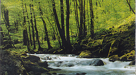 Tal des kleinen Kößlbaches in St. Aegidi: Ein ruhiger Fluss, der sich durch einen dichten, grünen Wald schlängelt. Die Ufer sind mit moosbedeckten Felsen gesäumt, und überall sprudeln kleine Wasserfälle. Die Szene strahlt eine friedliche und natürliche Atmosphäre aus.