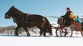 Eine Winterliche Pferdekutschenfahrt mit Pauli erleben