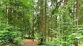 23.07.2022: Wiki takes Böhmerwald, Europaschutzgebiet Böhmerwald und Mühltäler zwischen Schindlau und Einzelhof Kühböck