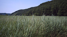 Ettenau am Fuße des Hangwaldes