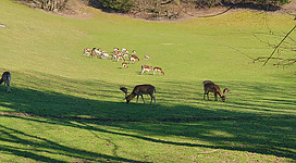Eine grüne Wiese mit mehreren Rehen, die grasen. Im Hintergrund sind weitere Rehe zu sehen, die in der Sonne stehen.