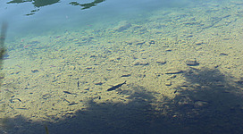 Fischen am Grundlsee