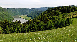 Panoramablick Kerschbaum in Niederkappel: Eine Berglandschaft mit dicht bewaldeten Hügeln und einem Fluss, der sich durch das Tal schlängelt. Der Vordergrund ist von einer grünen Wiese mit Wildblumen bedeckt. Der Himmel ist leicht bewölkt, was der Szene eine friedliche und ruhige Atmosphäre verleiht.