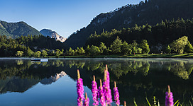 Ein ruhiger See umgeben von Bergen und grünen Bäumen. Im Vordergrund blühen pinke Blumen.