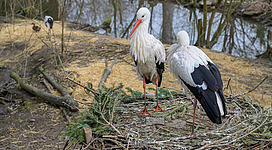 Der Welser Tiergarten besteht seit 1930. Er befindet sich im Park des Herminenhofes und beherbergt sowohl heimische als auch exotische Tierarten.